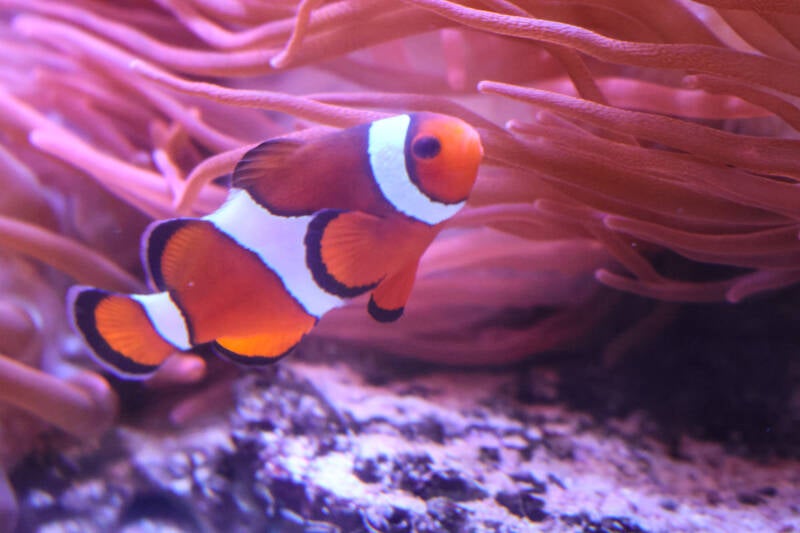 drieband-anemoonvis-standard.jp