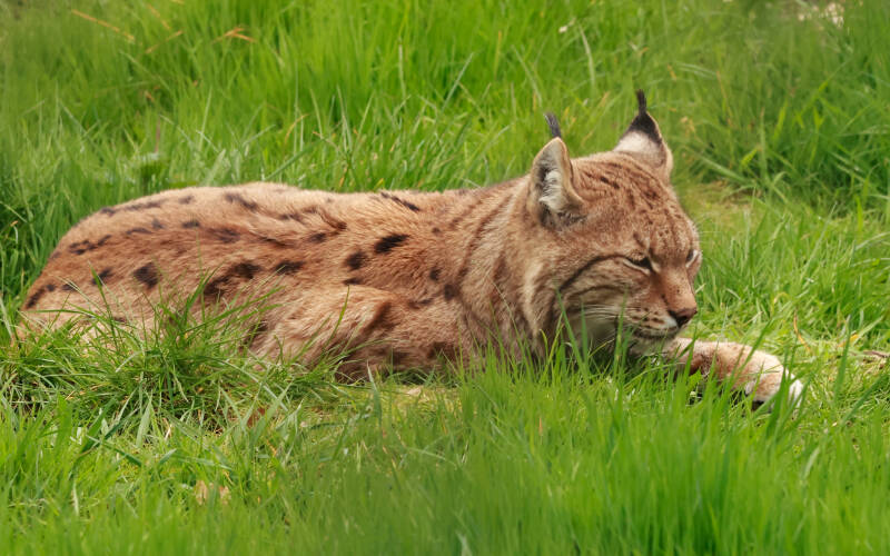 euraziatische-lynx