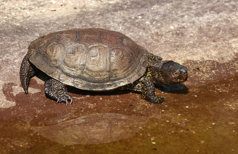 europese-moerasschildpad