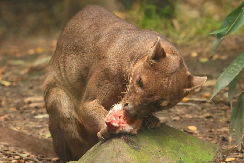fossa