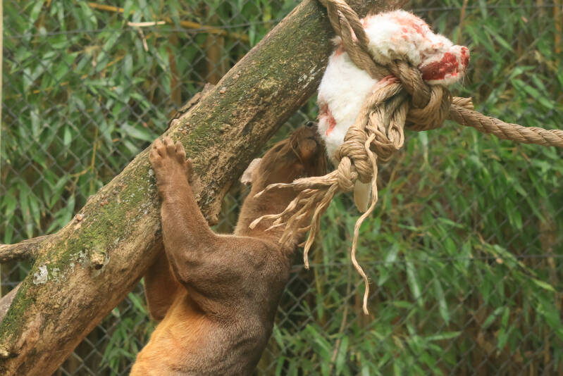 fossa