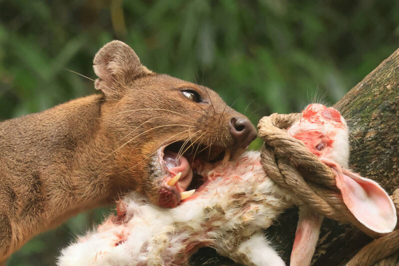 fossa