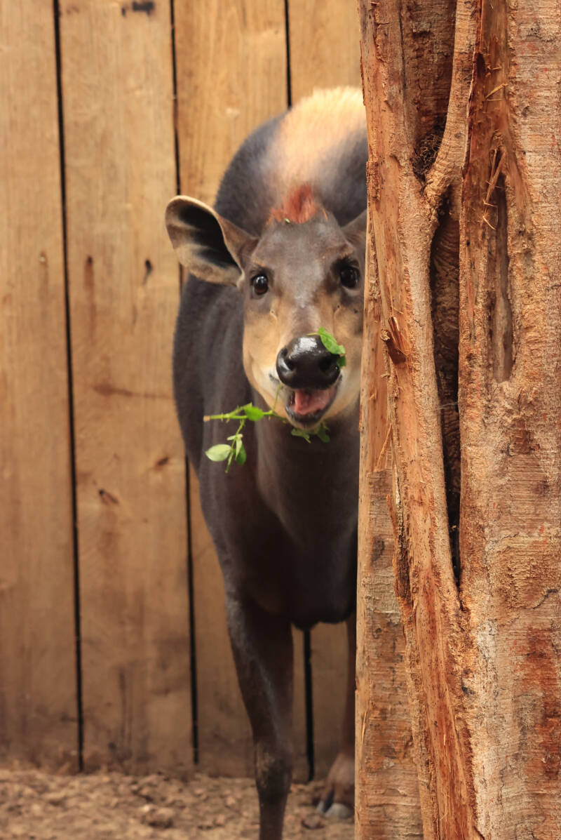 geelrugduiker