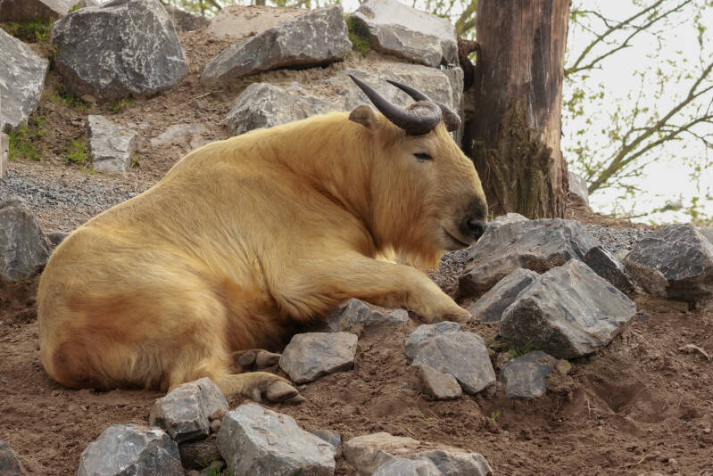 gouden-takin