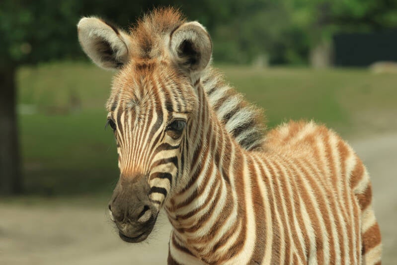 grant-zebra