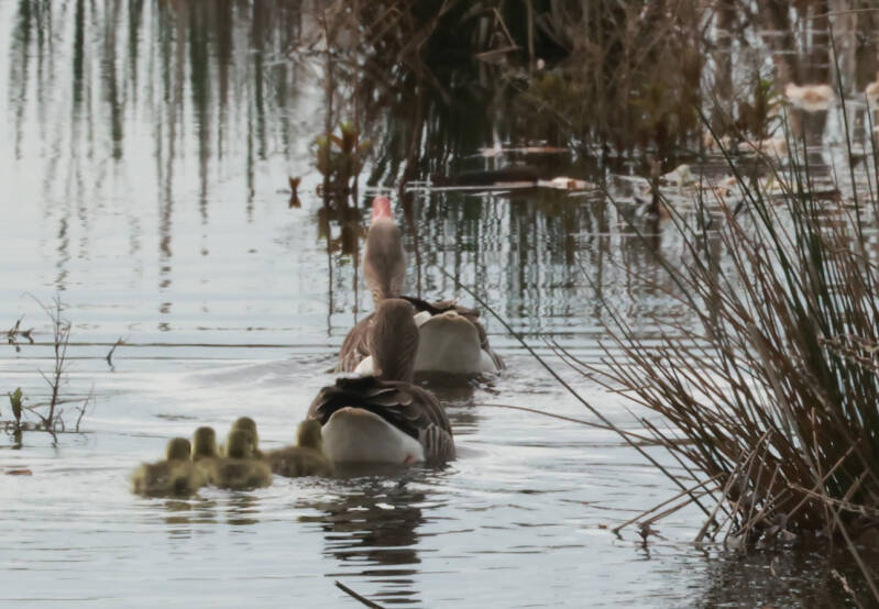 grauwe-gans