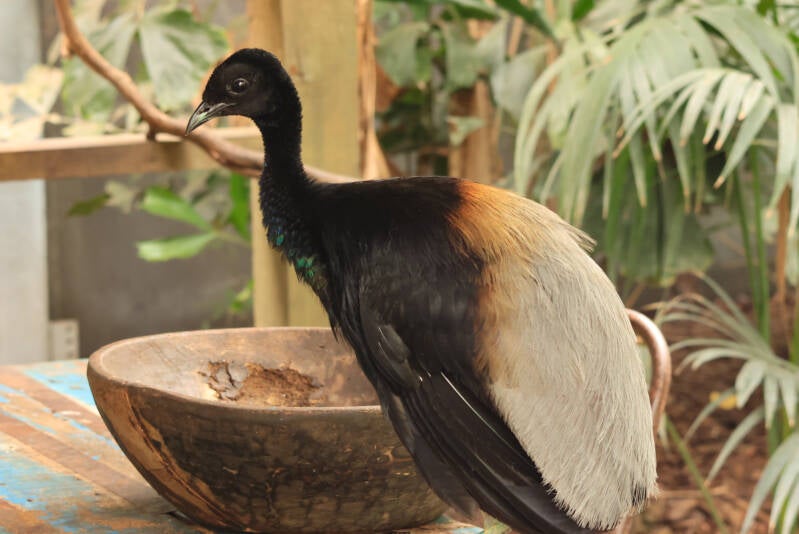 grijsvleugel-trompetvogel