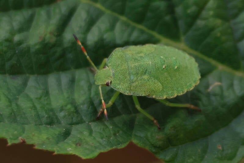 groene-stinkwants