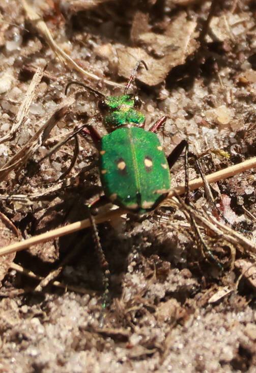 groene-zandloopkever