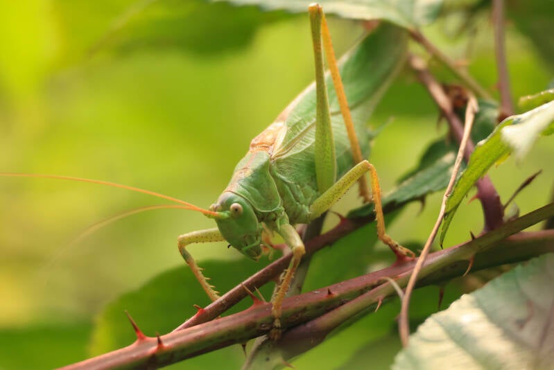 grote-groene-sabelsprinkhaan
