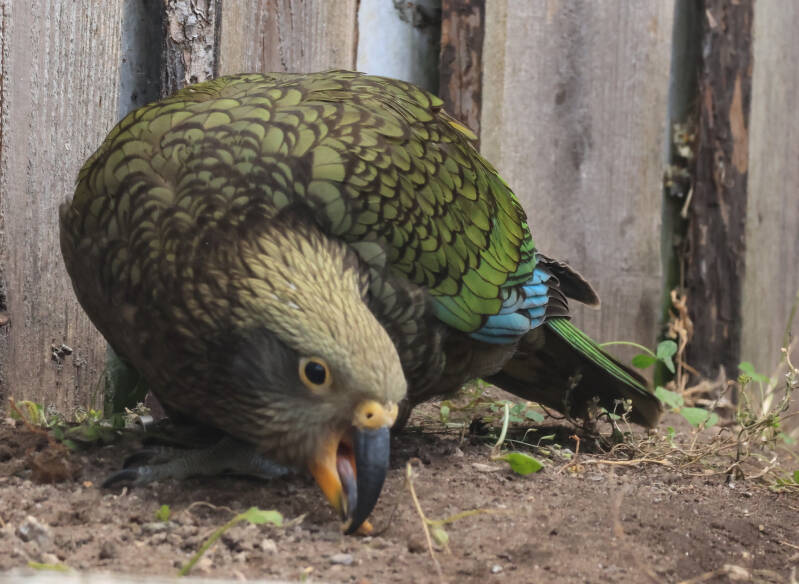 kea