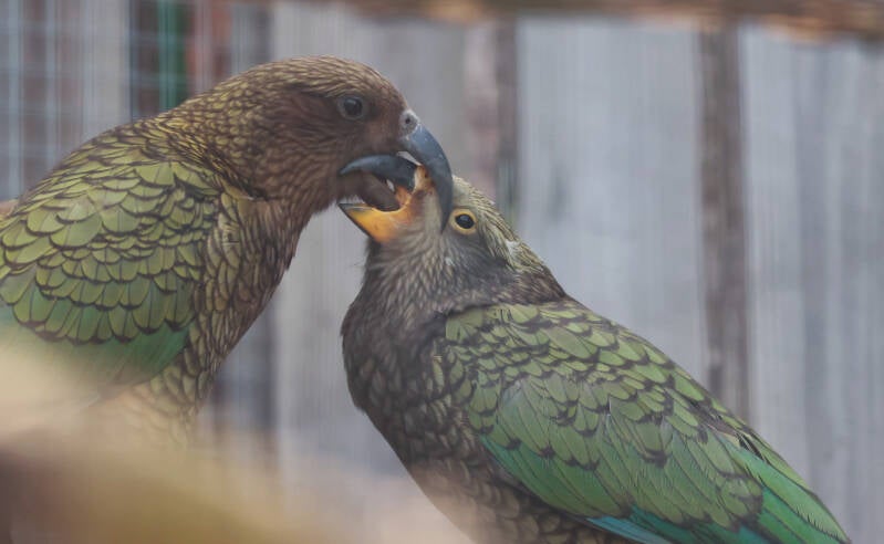 kea