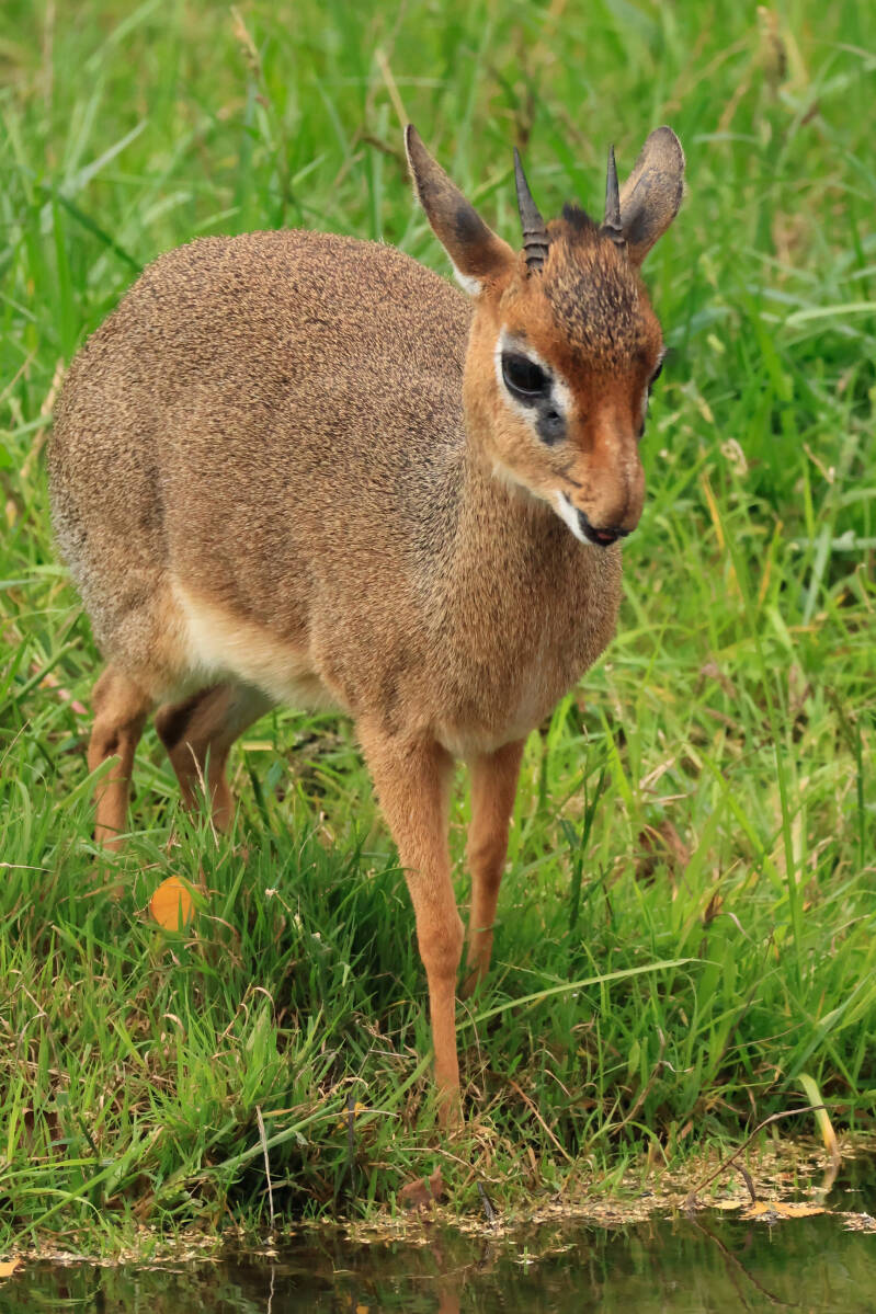 kirks-dikdik