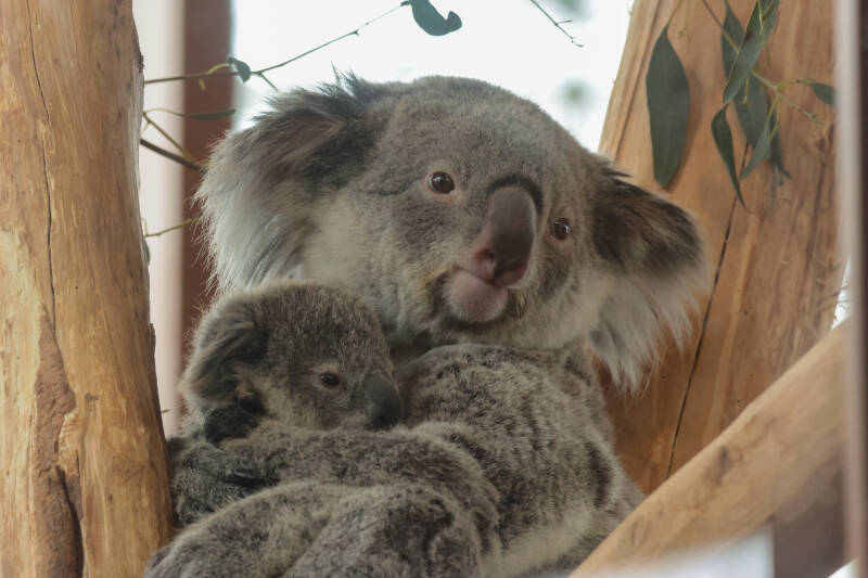 koala