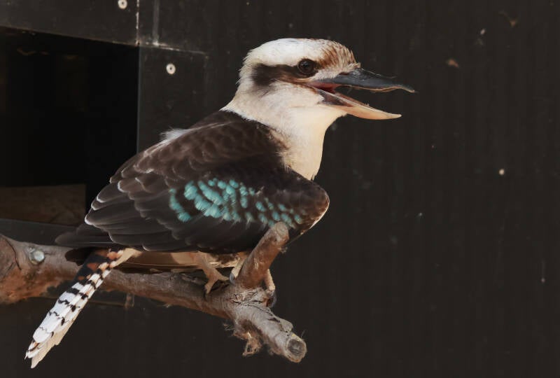 kookaburra