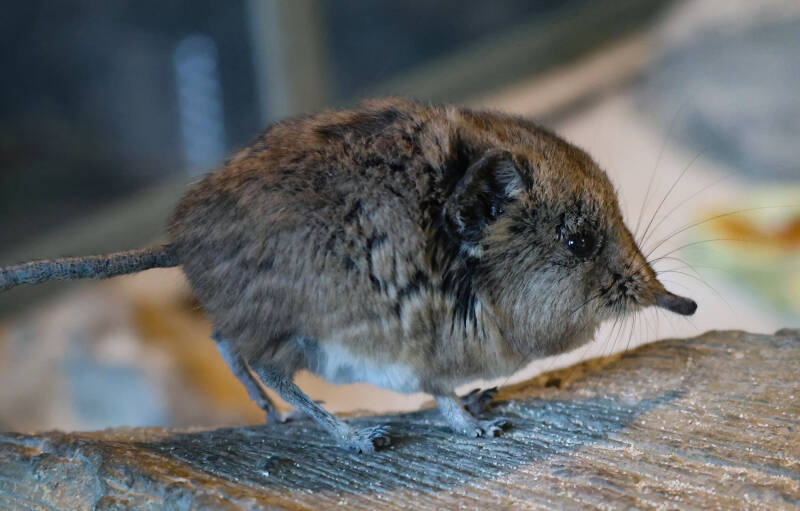 kortoorolifantsspitsmuis