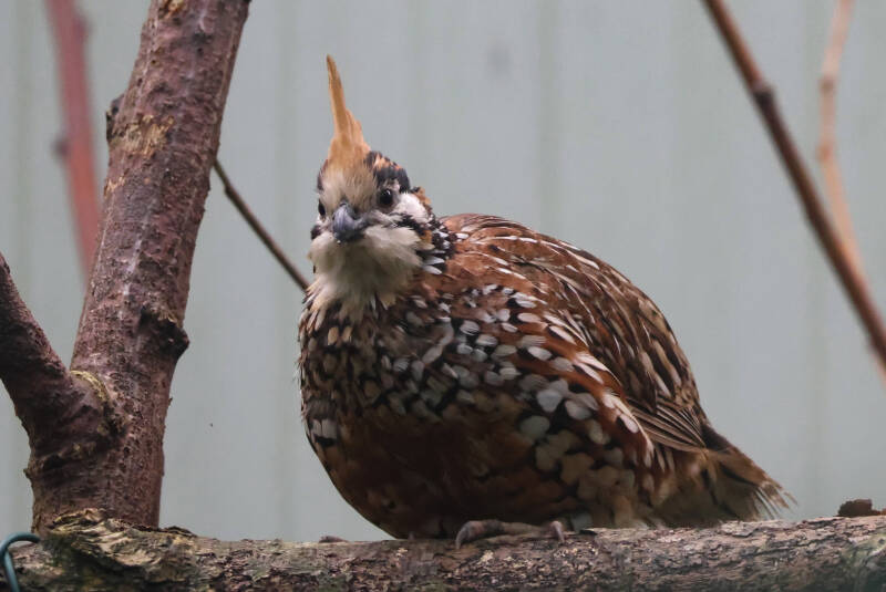 kuifbobwhite