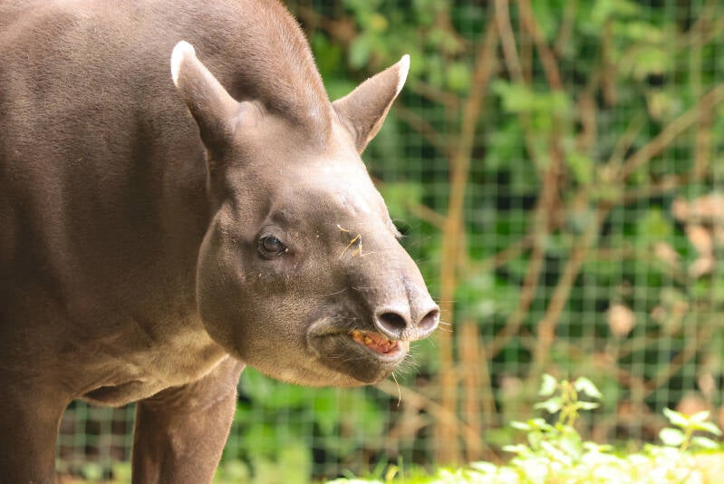 laaglandtapir