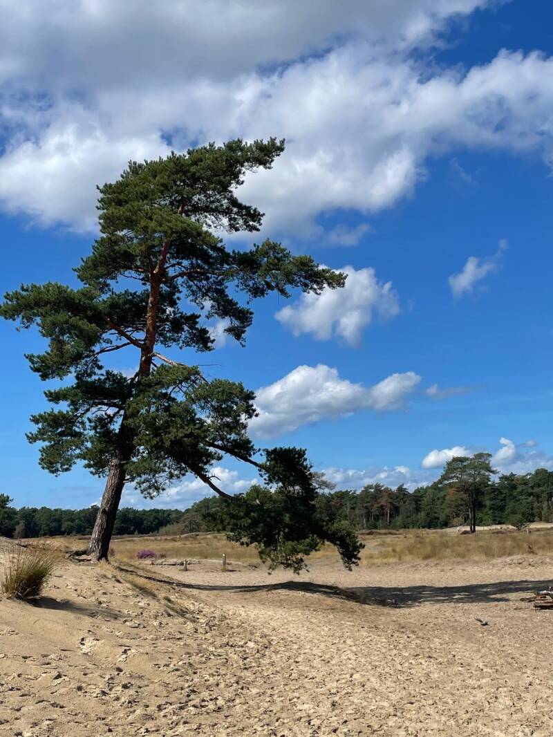 loonse-en-drunense-duinen-standard.jpg