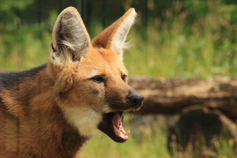 manenwolf