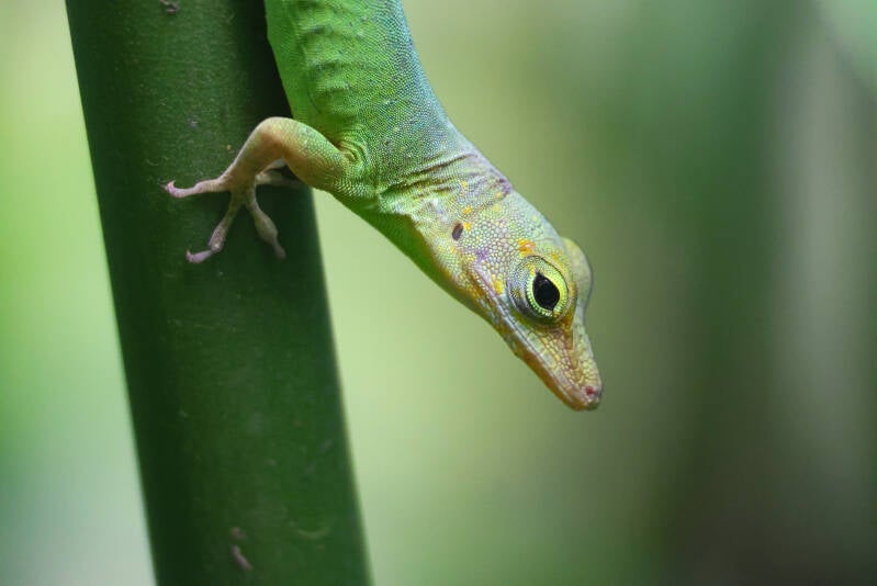 marmeranolis