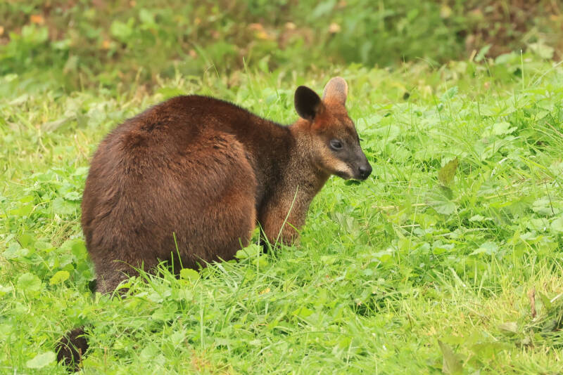 moeraswallaby