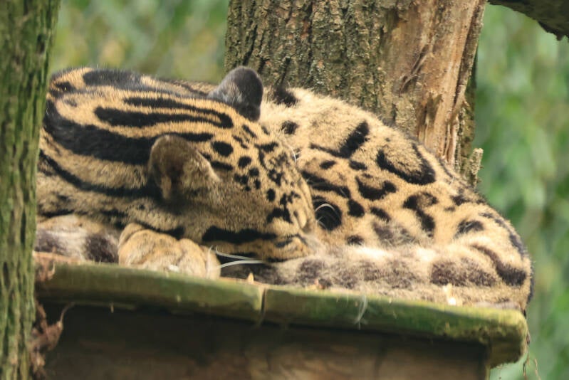 nevelpanter