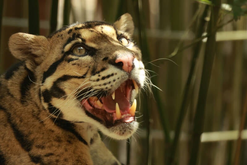 nevelpanter