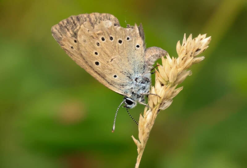 Pimpernelblauwtje