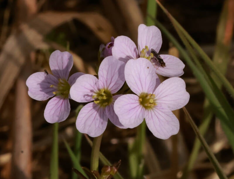 pinksterbloem