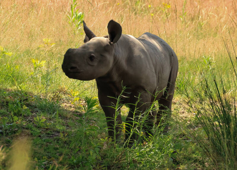 puntlipneushoorn