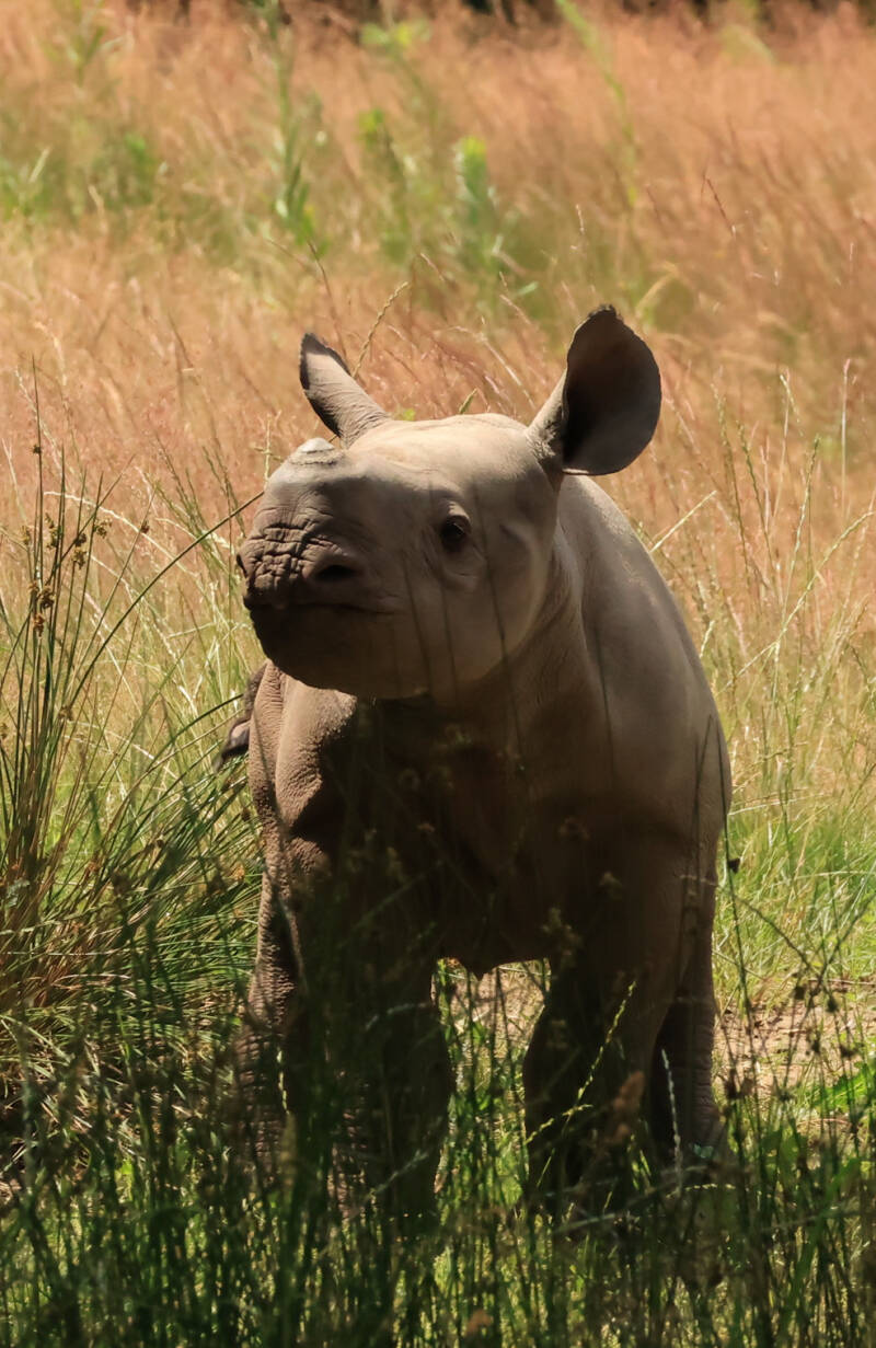 puntlipneushoorn