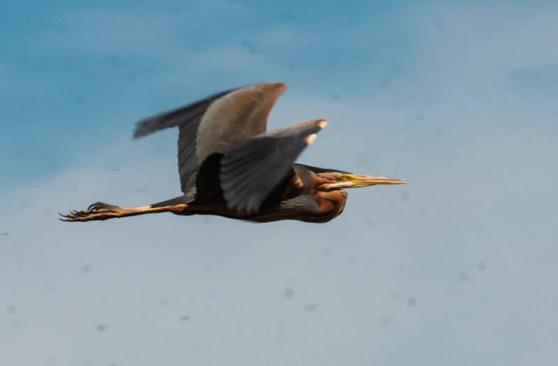 Purperreiger