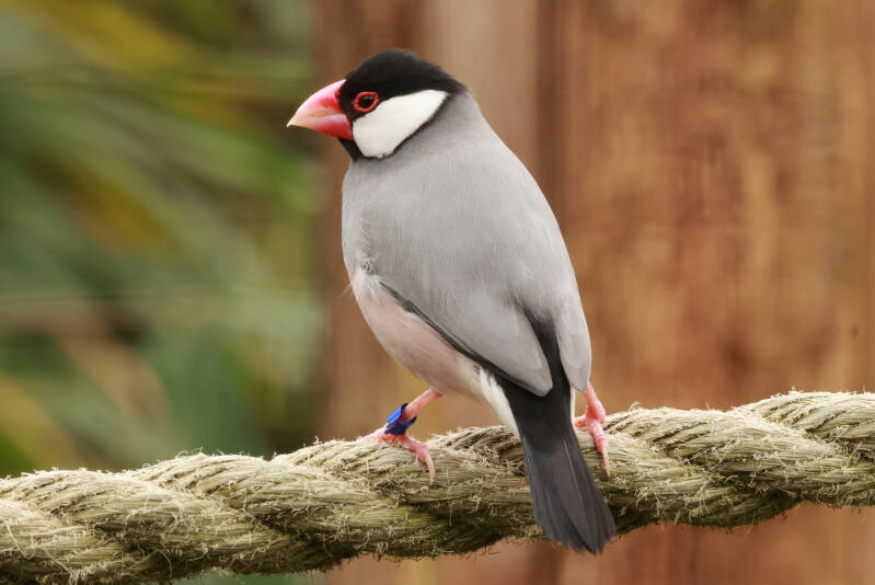 rijstvogel