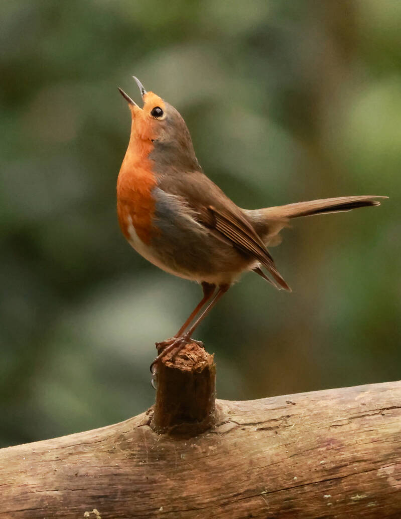 roodborst