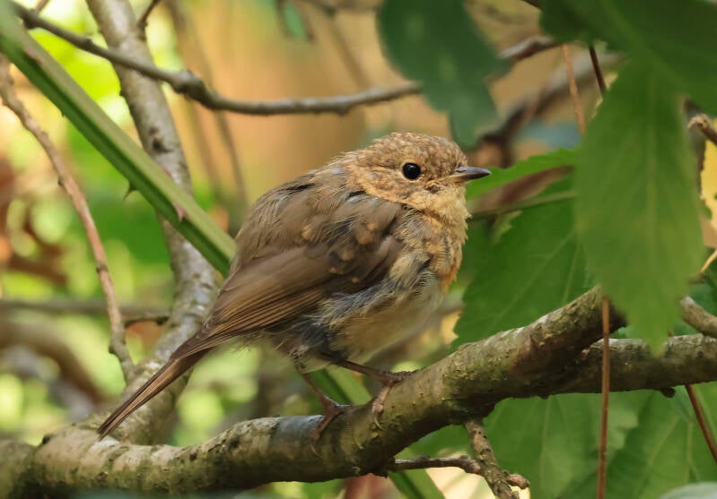 jonge roodborst