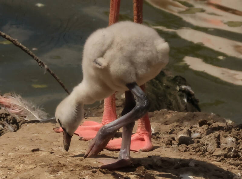 roze-flamingo