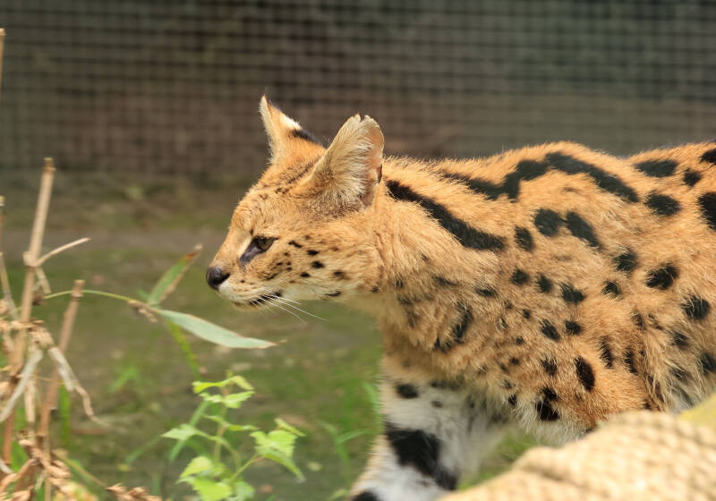 serval