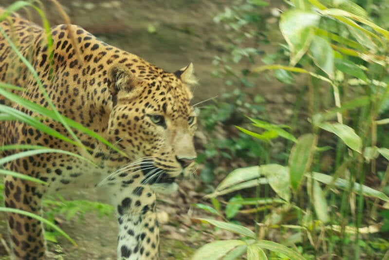 sri-lanka-panter