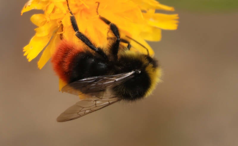 steenhommel