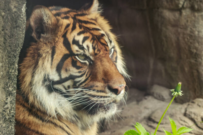 sumatraanse-tijger