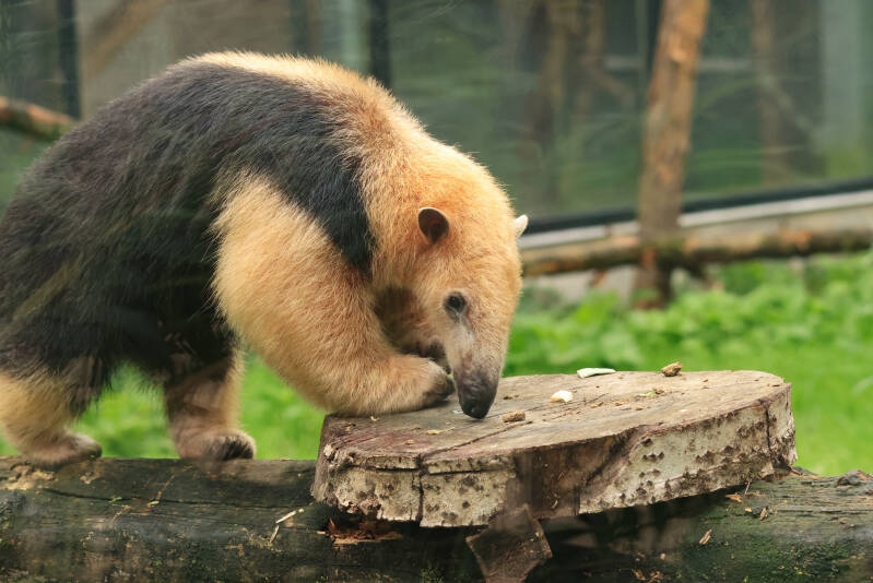 tamandua