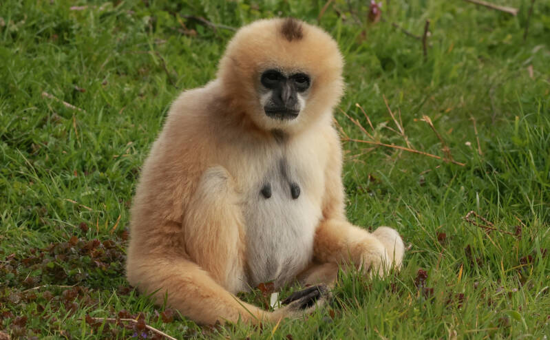 witwanggibbon
