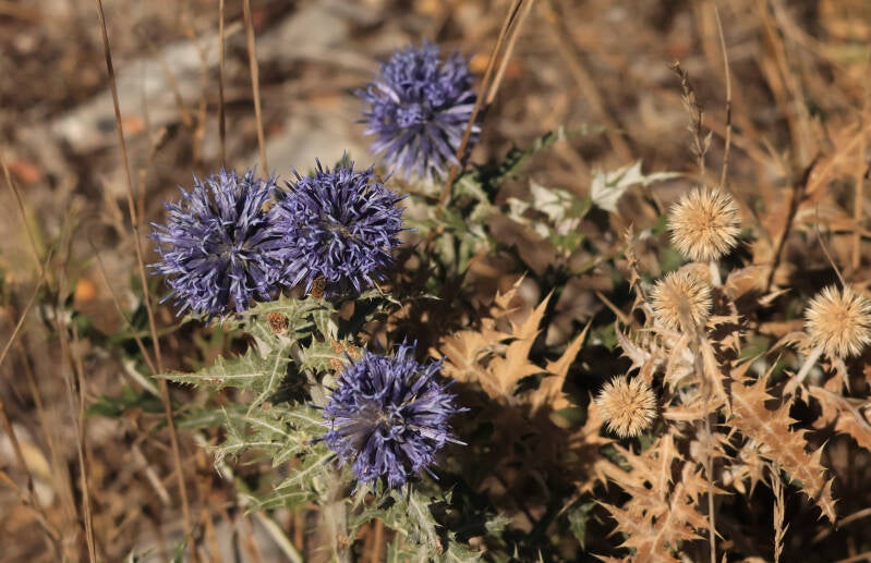 zuid-europese-kogeldistel