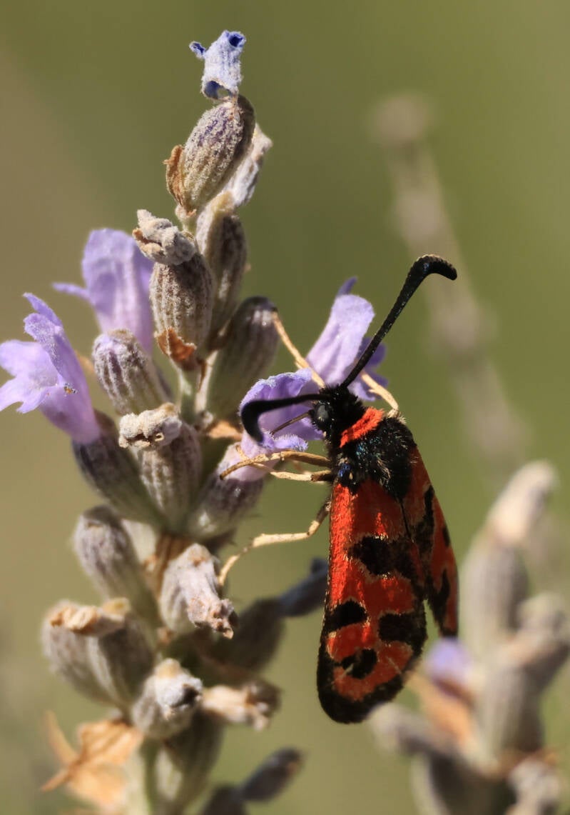 zygaena-fausta