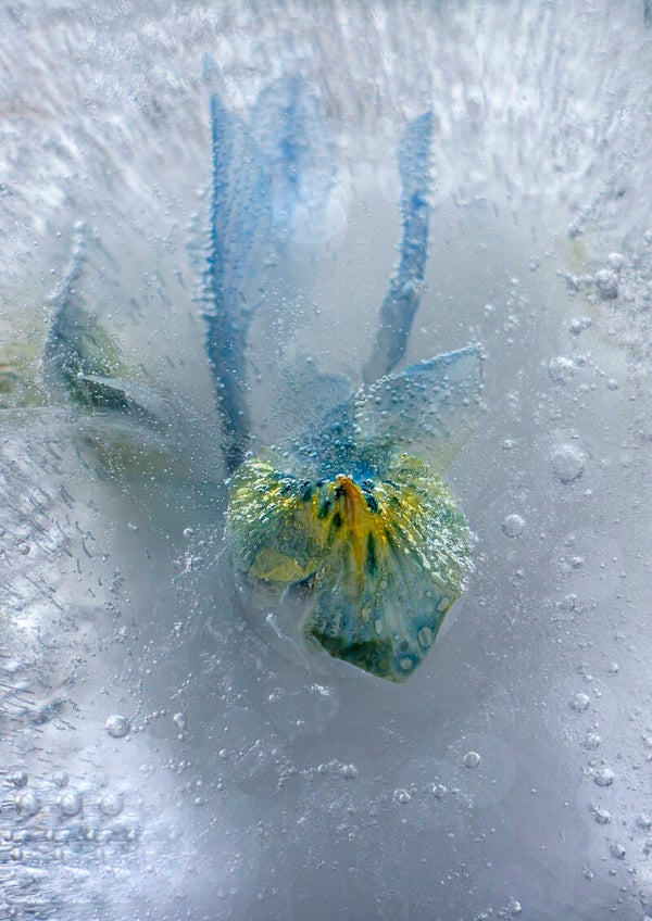 Ice Flower: Single Iris
