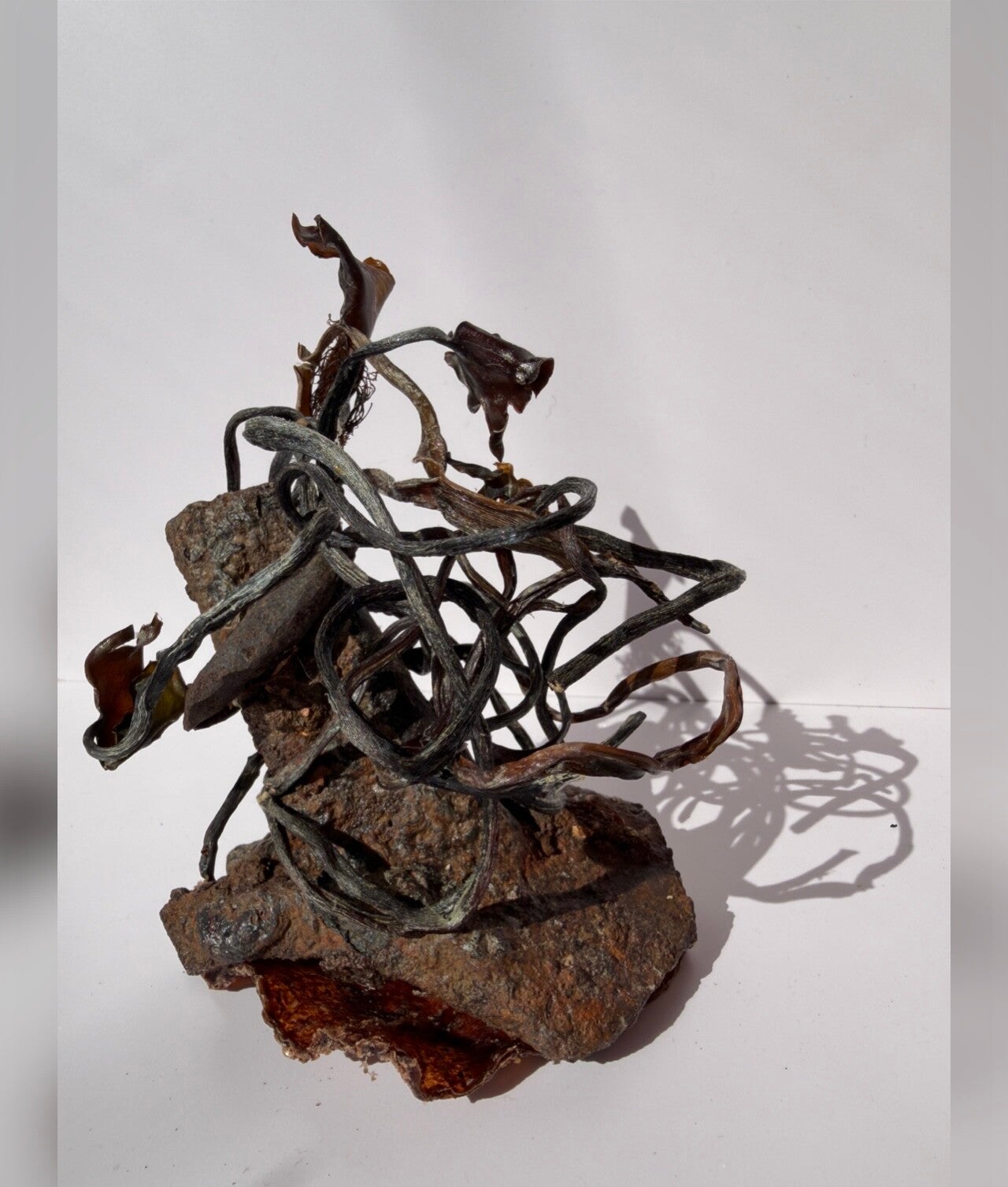 img_1211-standard-b9reaq.jpg