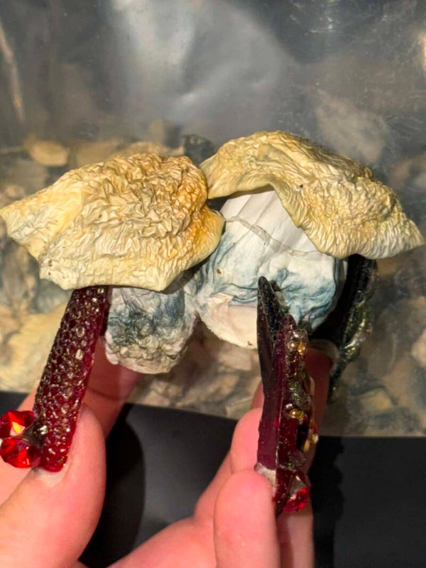 Mushrooms!!!!!