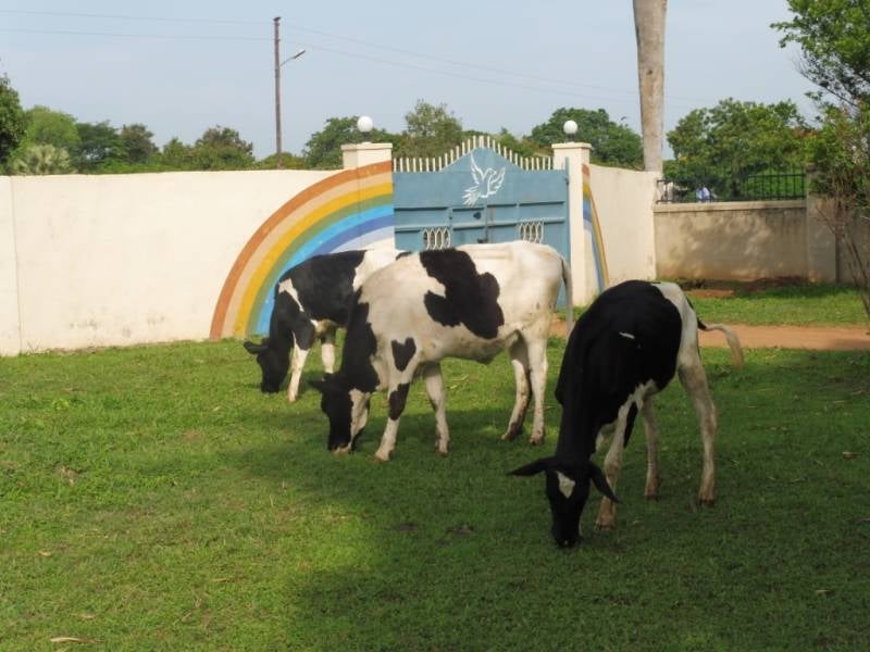 huisbezoek,opzoeken,landbouw,telen,kweken,voedsel,eten,afrika,oeganda,uganda,hulp,help,helpen,steun,project,projecten,kinderen,hiv+,hiv,AIDS