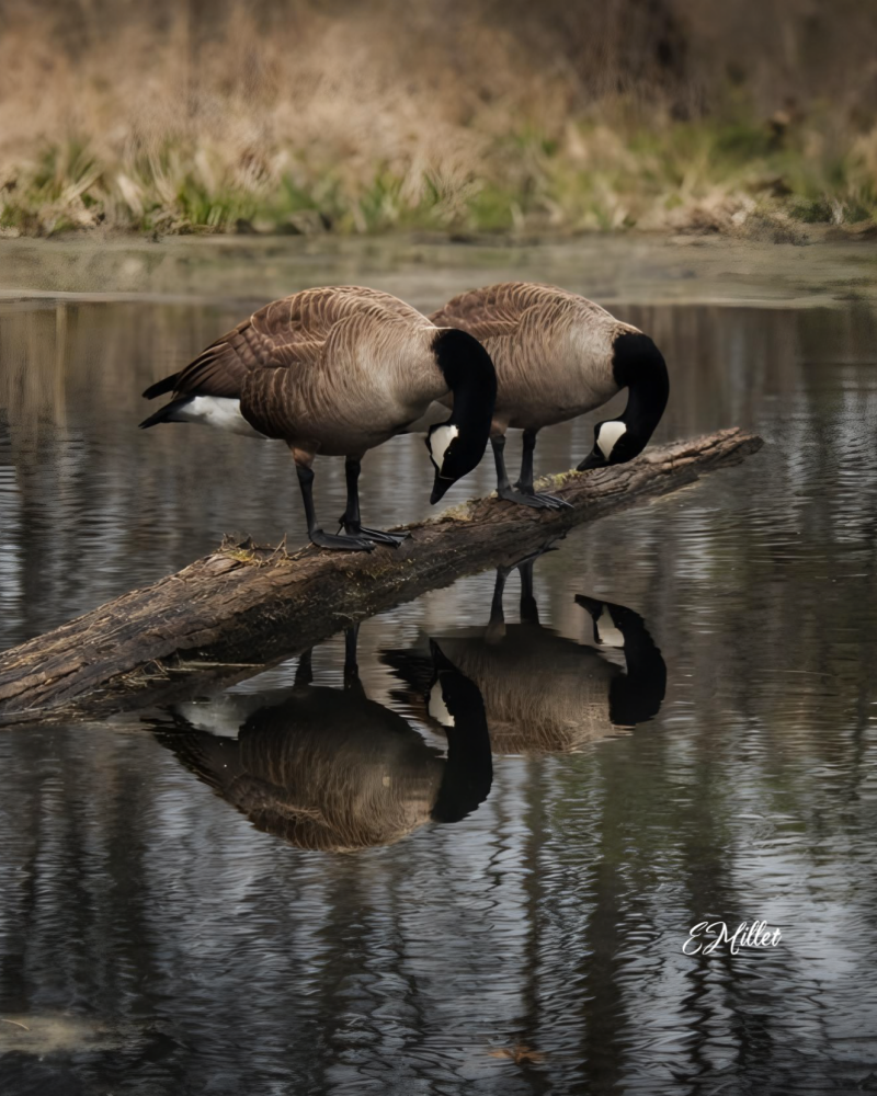 polish_save-standard-x4qmw6.png